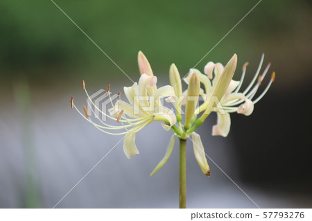 愛知縣豐田市住宅附近的信田 57793276