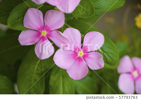 Daily grass Daily grass 57793763