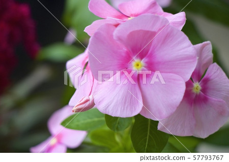 每日草 每日草 57793767