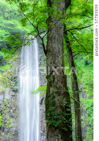 Tochi tree and onion waterfall Yamagata Tochi tree and onion waterfall Yamagata 57793939