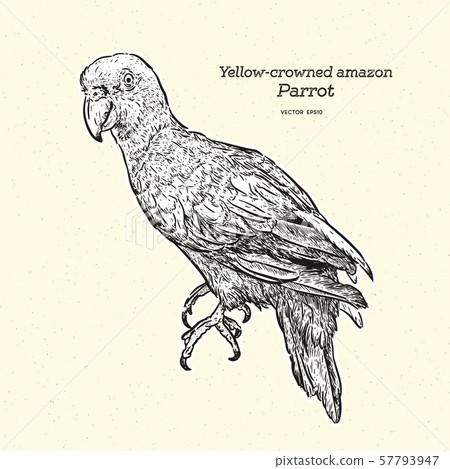 The yelloe crowned amazon parrot. Hand draw sketch 57793947