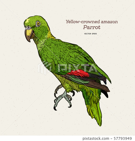 The yelloe crowned amazon parrot. Hand draw sketch 57793949