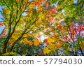 Autumn leaves 57794030