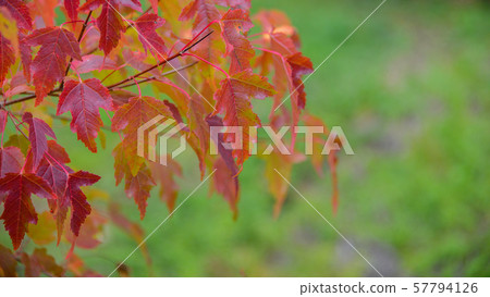 Autumn colored leaves on the bushes 57794126