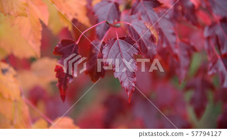 Autumn colored leaves on the bushes Autumn colored leaves on the bushes 57794127