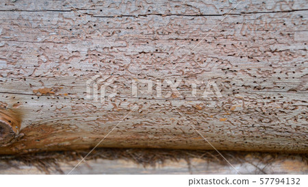 Traces of bark beetle on a tree Traces of bark beetle on a tree 57794132