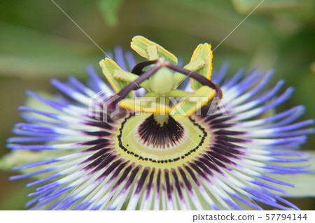 Clock grass ~ Passion flower. 57794144