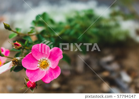 Bingo Maidy Land: Akisaki Nagano Prefecture 57794147