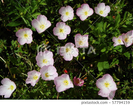 月見草桐 57794159