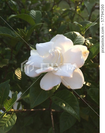 Gardenia 57794160