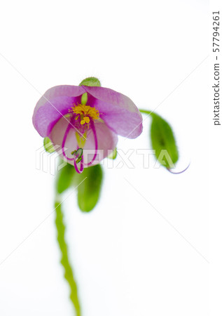 Flower pictures 57794261