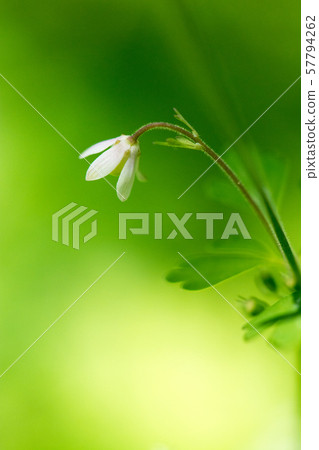 Flower pictures 57794262