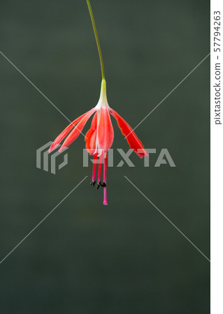 Flower pictures 57794263