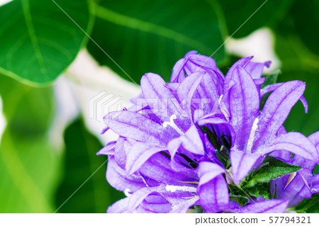 Gentian blooming Campanula Yatsushiro 57794321