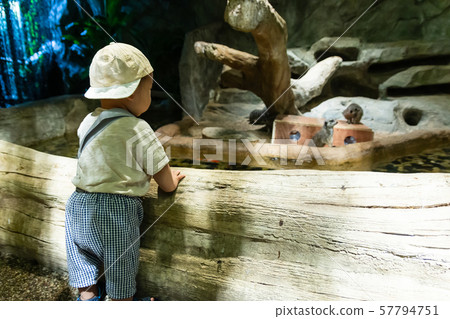 Baby boy watching animals at indoor zoo 57794751