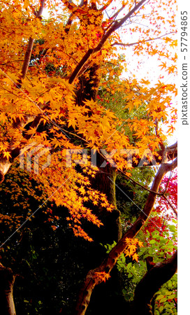 Autumn (autumn leaves) 57794865