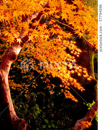 Autumn (autumn leaves) Autumn (autumn leaves) 57794896