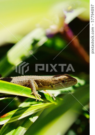 Cana snake Cana snake 57794897