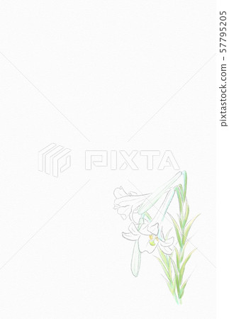 Lilies during mourning 57795205