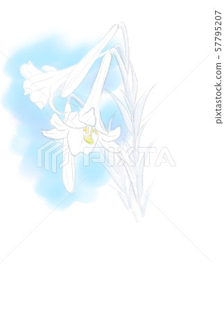 Lilies during mourning 57795207