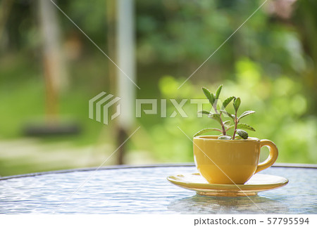 Tree in yellow glass cup on the glass table Background blurry tree. Tree in yellow glass cup on the glass table Background blurry tree. 57795594