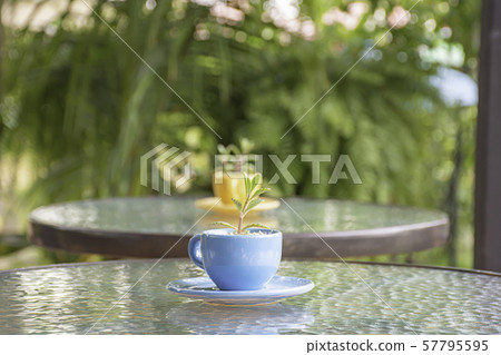 Tree in blue glass cup on the glass table Background blurry tree. Tree in blue glass cup on the glass table Background blurry tree. 57795595