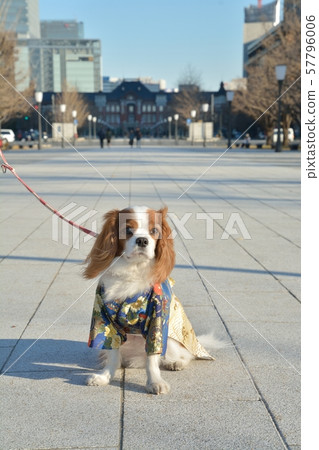 Cavalier in a haori style (in front of Tokyo Station) Cavalier in a haori style (in front of Tokyo Station) 57796006