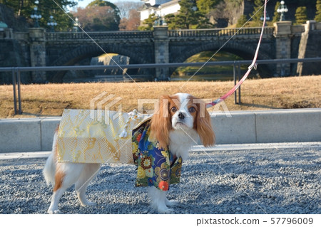 Cavalier wearing a haori robe (in front of the Imperial Palace Double Bridge) 57796009