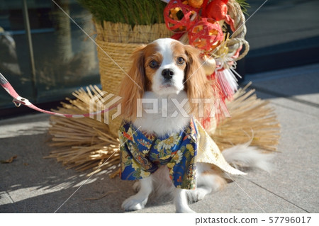 Cavalier and Kadomatsu in Haori 57796017
