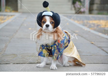 Cavalier in the form of Chomage and Ruri Haori Cavalier in the form of Chomage and Ruri Haori 57796020