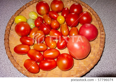 番茄收穫 57796074