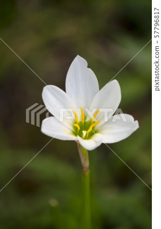 野花 野花 57796817