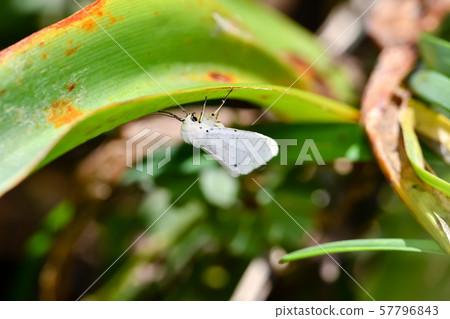 Kihara Goma Hitori 57796843