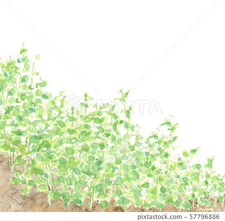 蕎麥花田【水彩插畫】白底有復制空間 57796886