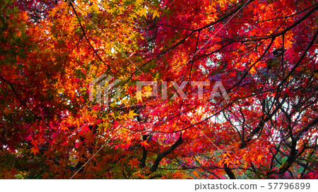 Autumn leaves Autumn leaves 57796899