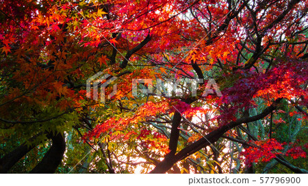 Autumn leaves Autumn leaves 57796900