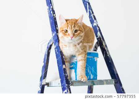 Repair, painting the walls, the cat sits on the stepladder. Funny picture 57797355