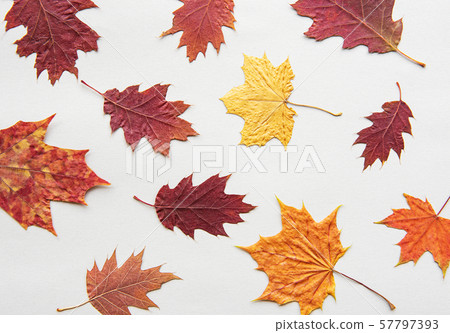 Autumn composition Autumn composition 57797393