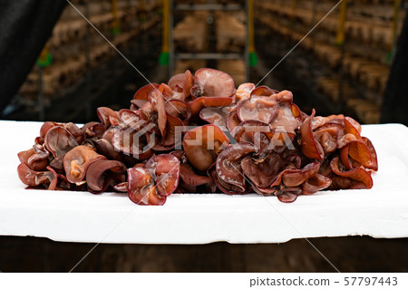 Lively grouper Lively grouper 57797443