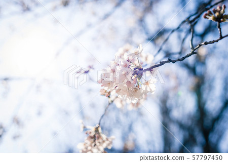 櫻花001 57797450