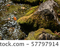 Hirahara river underwater water 57797914