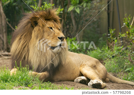 Relaxing lion male Relaxing lion male 57798208