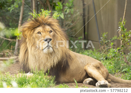 Relaxing lion male Relaxing lion male 57798212