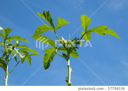 Okra cultivation 57798336