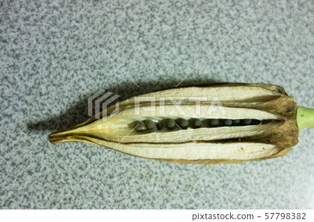 Okra seeding 57798382