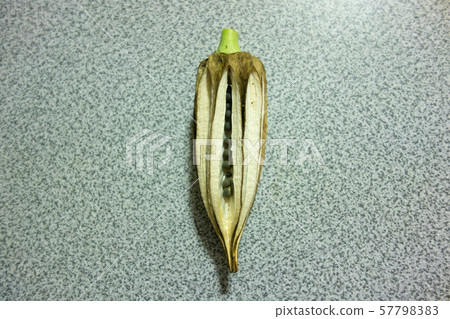 Okra seeding 57798383