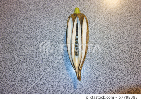 Okra seeding Okra seeding 57798385