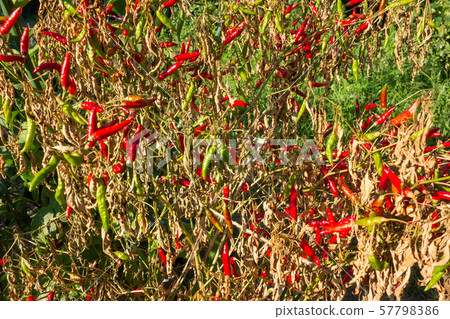 Cultivation of red peppers Cultivation of red peppers 57798386