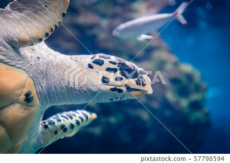 海龜海龜001 海龜海龜001 57798594