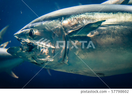 金槍魚金槍魚 金槍魚金槍魚 57798602